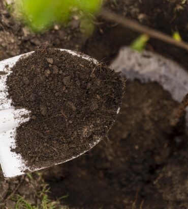 Sanjeevani Saw Dust for Gardening